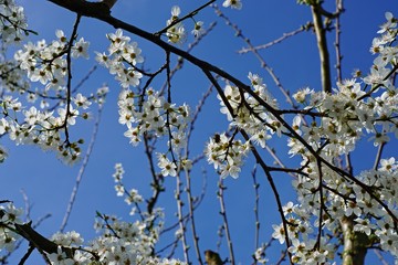 Blauer Frühlingshimmel