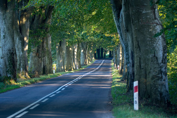 old beech alley