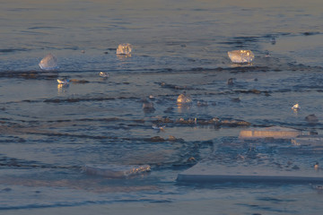 Pole lodowe © Tomek Kiecana