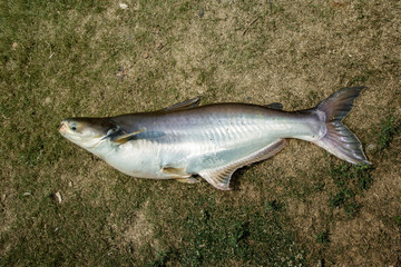 Large freshwater fish of Thailand named Iridescent shark, Striped catfish, Sutchi catfish on grass. at caught from fishing.