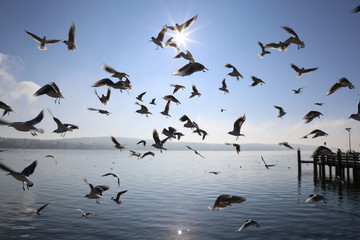 Starnberger See im Winter