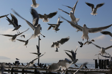 Starnberger See im Winter