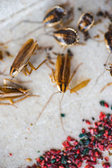 Cockroach crawling to the bait. Remedy for parasites. Trap for cockroaches.