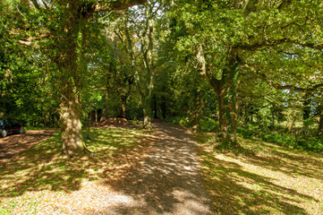 Fototapeta premium Autumn trees in the English countryside.