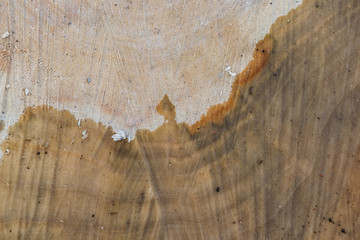 Macro texture saw cut tree closeup.