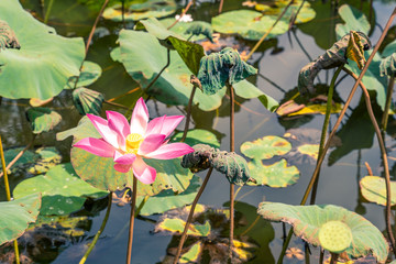 Nelumbo nucifera flower, also known as Indian lotus, sacred lotus, bean of India, Egyptian bean or simply lotus.