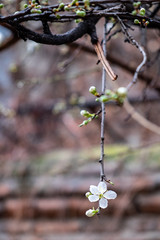 branch of a tree in spring