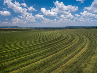 Fototapeta na wymiar Aerial sugarcane field in Brazil.