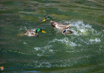 Dos patos discutiendo en el agua 