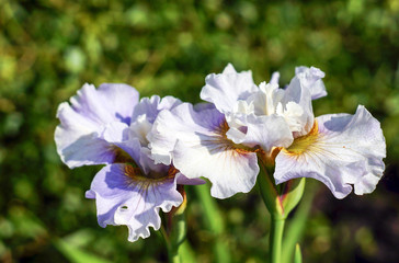 blue flowers on green background of garden foliage