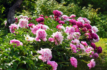 Alley of beautiful peonies in the garden