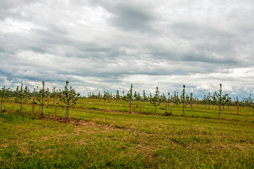 Fototapeta premium Springtime trees in a agricultural landscape.