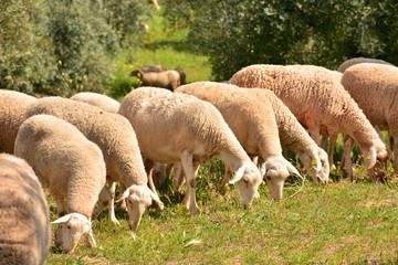 Obraz na płótnie Canvas Rebaño de ovejas pastando en el campo