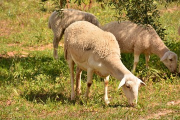 Rebaño de ovejas pastando en el campo
