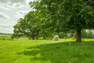 Summertime oak tree in an English meadow.