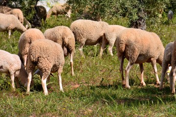 Obraz na płótnie Canvas Rebaño de ovejas pastando en el campo