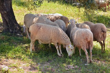 Obraz na płótnie Canvas Rebaño de ovejas pastando en el campo