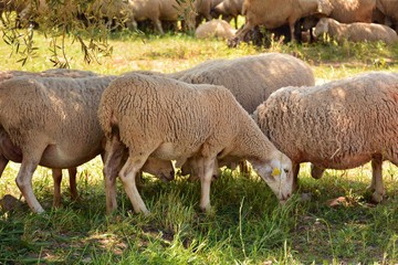 Rebaño de ovejas pastando en el campo