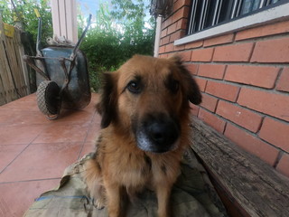 mirada de perro