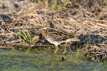 Bécassine des marais,.Gallinago gallinago, Common Snipe