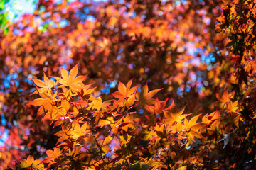 Obraz na płótnie Canvas Red maple leaf background, shade, light and shadow..
