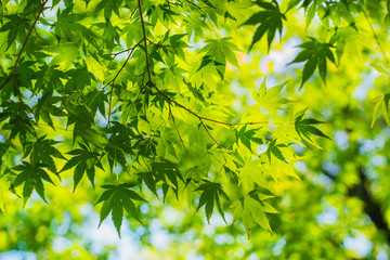 Fototapeta na wymiar Green maple leaf background, shade, light and shadow