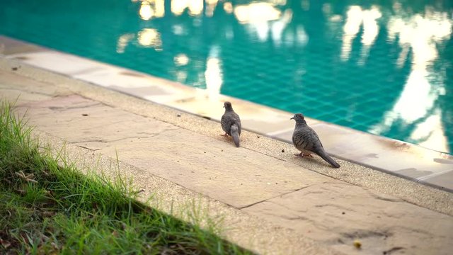 birds take off from the edge of the pool
