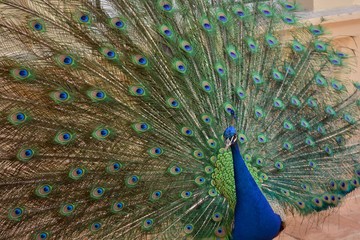 Obraz premium Pavo real con las plumas de la cola abiertas