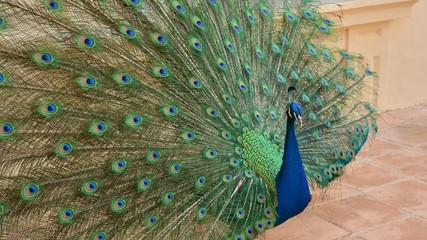 Pavo real con las plumas de la cola abiertas