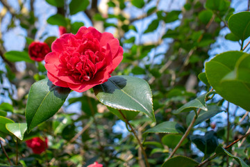Bright red flower with a blurred background