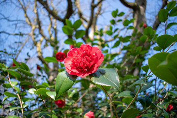 Bright red flower with a blurred background