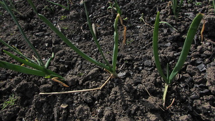 young plants in the garden