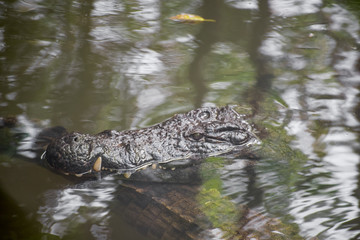 Close up portrait of a crocodile in the National crocodile park in Mauritius