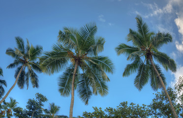 Fototapeta na wymiar Beautiful view of three palm trees against a clear blue sky. Indian Ocean , island of Mae, Seychelles.