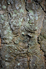 Detail of the bark of a pine tree in a forest in the middle of the Alava plains, Basque Country, Spain