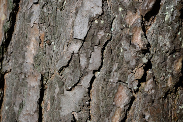 Detail of the bark of a pine tree in a forest in the middle of the Alava plains, Basque Country, Spain