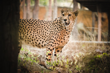 Cheetah