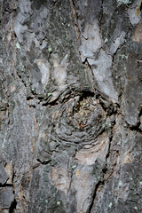 Detail of the bark of a pine tree in a forest in the middle of the Alava plains, Basque Country, Spain