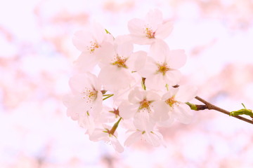 Fototapeta na wymiar Cherry Blossom Tokyo 目黒川桜