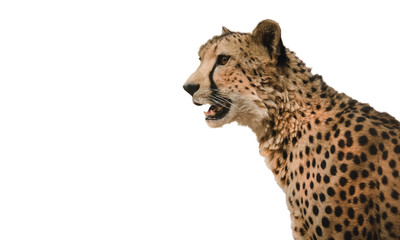 Cheetah