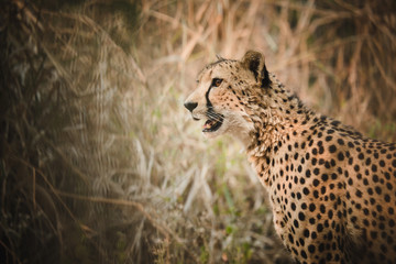 Cheetah