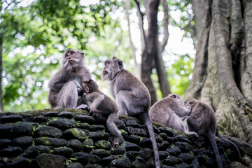 Family of long-tailed macaques (Macaca fascicularis) in Sacred Monkey Forest, Ubud, Indonesia