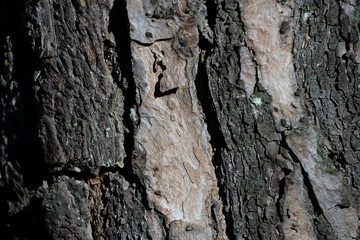 Detail of the bark of a pine tree in a forest in the middle of the Alava plains, Basque Country, Spain