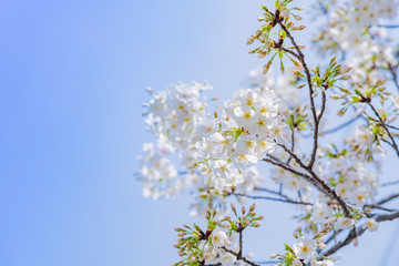 新横浜公園の桜