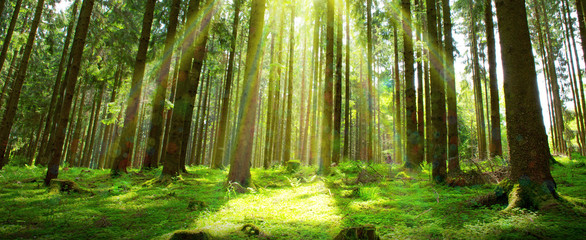 Fototapeta na wymiar Sunlight in Germany Forest. Spring nature background.