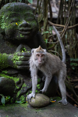 Naklejka na ściany i meble A portrait of Long-tailed macaque (Macaca fascicularis) in Sacred Monkey Forest, Ubud, Indonesia