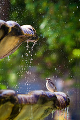Bird Sparrow sitting at the fountain in the water spray in the summer