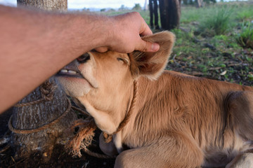 Cow small brown.Trustfully stretches to the hand of man.