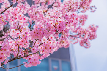 新横浜公園のカンヒザクラ