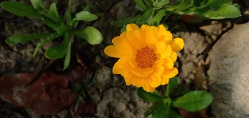 Bokeh and macro of calendula flower